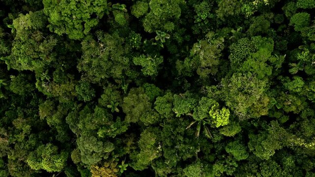 Stunning aerial top view of a tropical forest; a nature background showing the large biodiversity of the Amazon rainforest with yellow flowers of a blooming tree