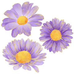 Fototapeta premium Realistic botanical watercolor illustration with gold outline of violet daisy flower blooming on transparent background