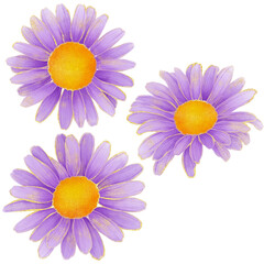 Obraz premium Realistic botanical watercolor illustration with gold outline of violet daisy flower blooming on transparent background