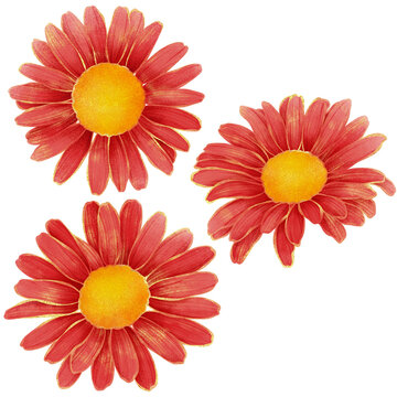 Realistic botanical illustration with golden outline of gradient red daisy flower isolated on transparent background