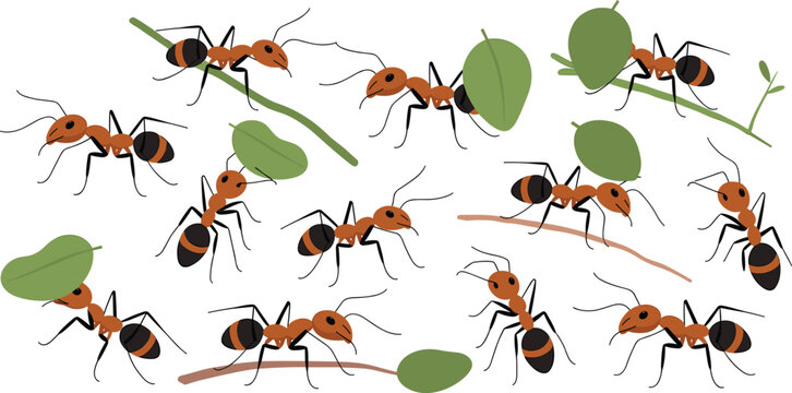 Set of worker ants carrying green leaves and branches representing teamwork colony cooperation industrious nature and hard work concepts