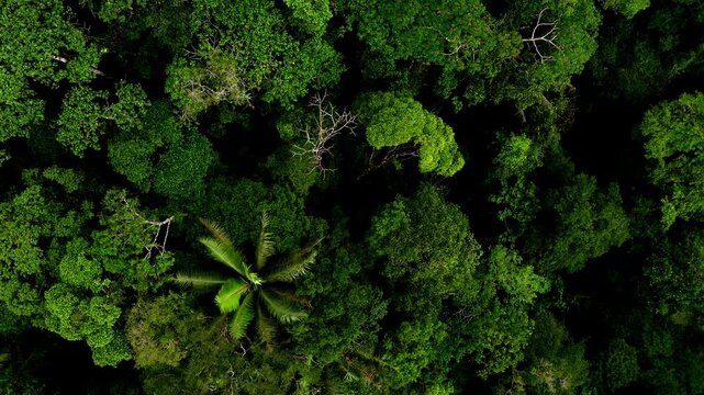 Aerial top down view of a tropical forest, close up showing a detailed view over the tree canopy of a rainforest in the Amazon of South America; a biodiverse green nature background