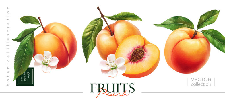 Isolated illustrations of sweet peaches. Illustrations in the style of vintage painting and botanical illustration. Hand-drawing vectorized gouache illustrations.