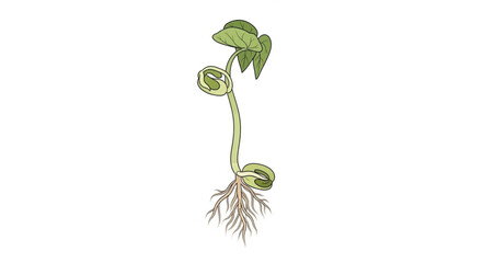 Young Bean Plant Sprouting From Seed with Roots Visible. © Shella
