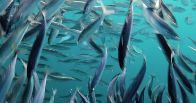 Close up of striped marlin hunting bait balls of sardines