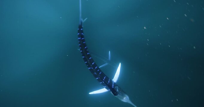 striped marlin flashing purple colors underwater as it gets ready to attack a bait ball of sardines