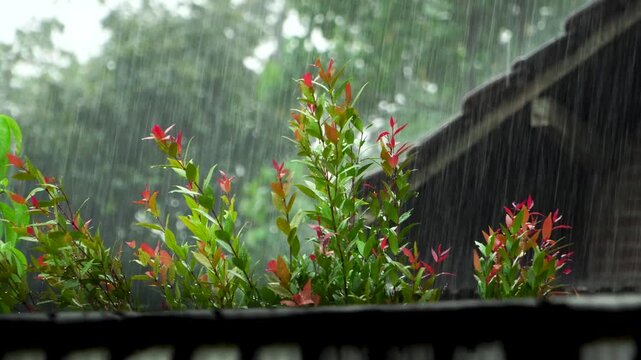 Handheld close up of heavy rain pouring on green and red ornamental plants seen from behind a fence in a rural village house garden during the wet monsoon season in East Java, Indonesia.