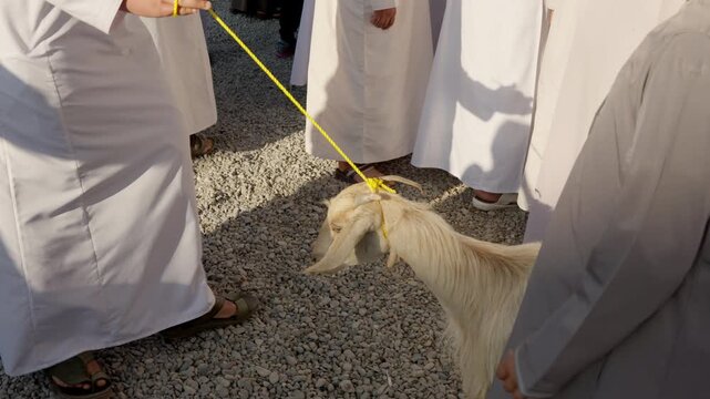 Slow Motion Goats Tied at Nizwa Market, Cinematic Livestock Detail in Historic Nizwa Souq Oman