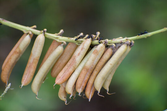 Crotalaria rattlepod with ants crawling on dry seed pods.