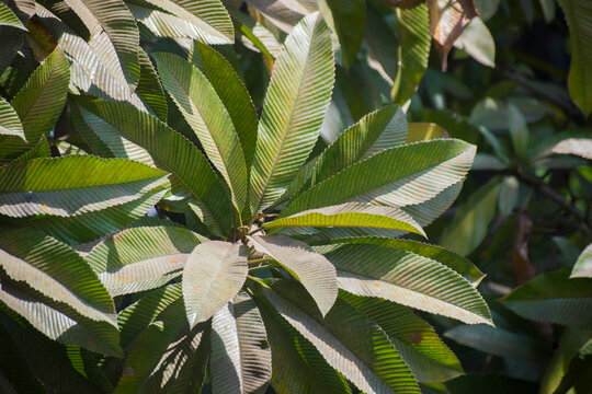Dillenia indica Elephant Apple leaves with ribbed green texture.
