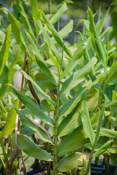 Hedychium coronarium Butterfly ginger leaves with lush green foliage.