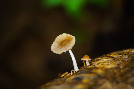 macro and micro photos of plants and wild nature backgrounds