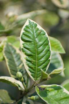 Psidium guajava Guava leaves with variegated green leaf texture.