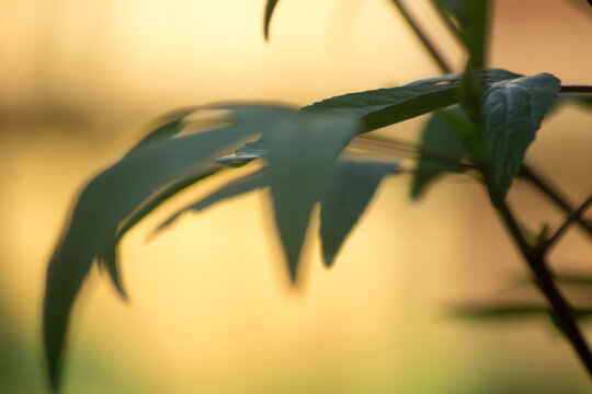 macro and micro photos of plants and wild nature backgrounds