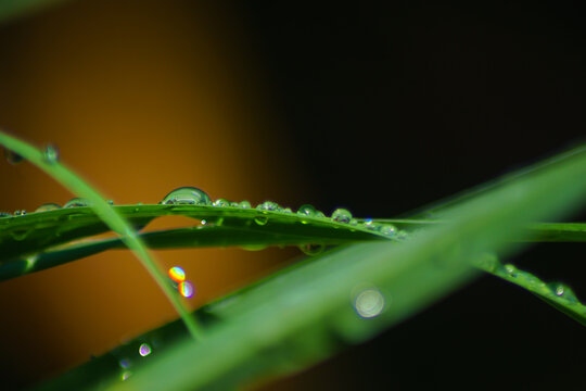 macro and micro photos of plants and wild nature backgrounds