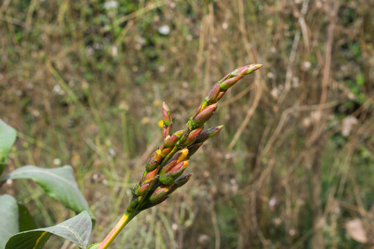 Sanchezia parvibracteata Small bract sanchezia with yellow veins.