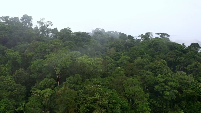 Aerial view over an endless tropical forest canopy