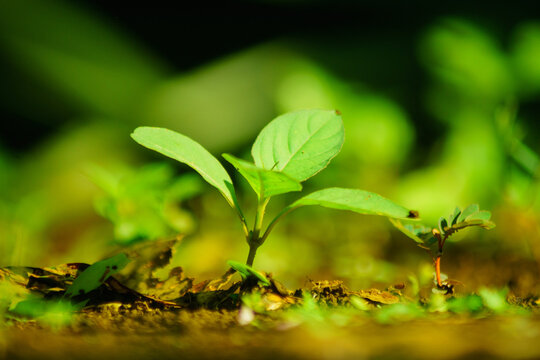 macro and micro photos of plants and wild nature backgrounds