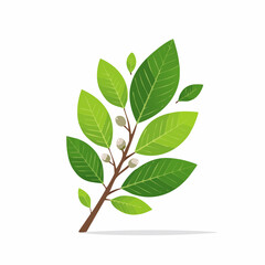 Obraz premium Green Branch with Leaves and Buds