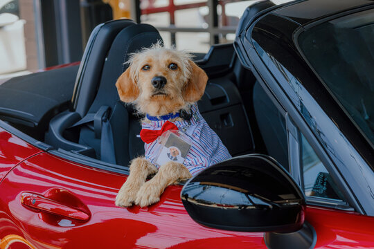 Adorable wire-haired dog wearing a shirt and bowtie, sitting in the passenger seat of a red luxury sports car.