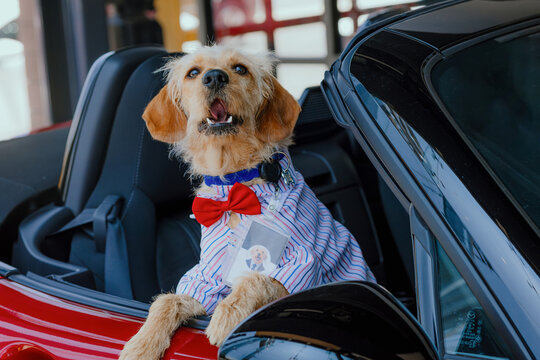 Adorable wire-haired dog wearing a shirt and bowtie, sitting in the passenger seat of a red luxury sports car.