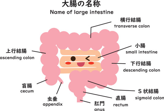 大腸の名称　キャラ