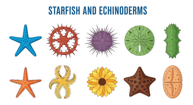 Starfish and Echinoderms Marine Life Forms.
