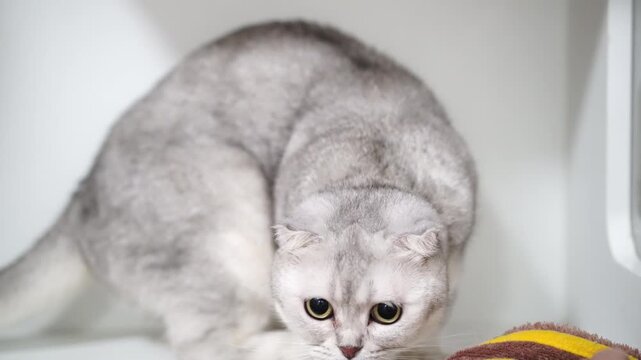 Silver cat short hair round face big eyes playful curious indoor pet feline white background alert domestic soft fur crouching whiskers adorable cute animal mammal looking attentive young healthy