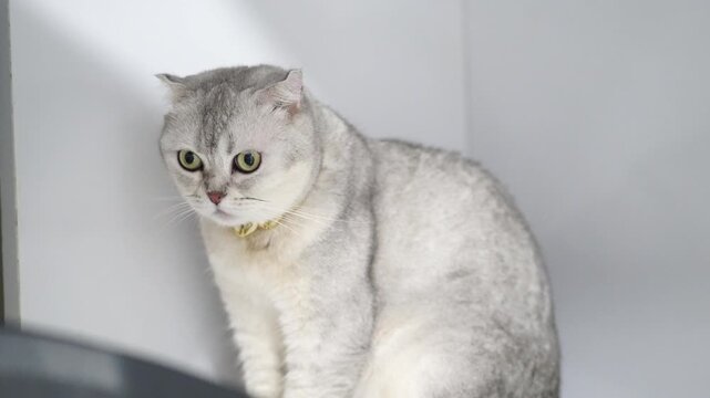 Silver cat short hair sitting white background with gold collar, alert domestic pet cute animal, calm relaxed adorable feline with round face, big green eyes, soft fur, whiskers, small ears