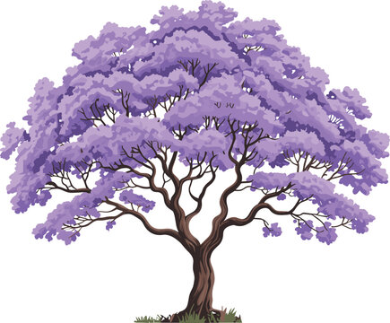 Jacaranda tree with lavender foliage and sturdy brown trunk and green color grass vector on white background.