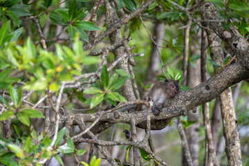 Obraz premium Macaque resting on mangrove branch in Krabi Thailand