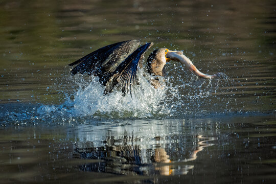 Double-crested cormorant catching a fish in a splash of water