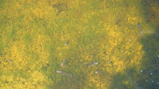 Group of Blackchin tilapia in water in wetland, Alien species freshwater fish  in lake in Thailand