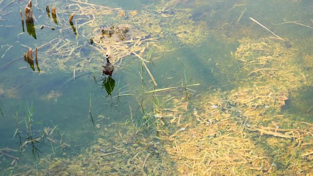 Bronze winged jacana bird walking and eating food on water in wetland, Black and brown waterbird  in lake, Thailand