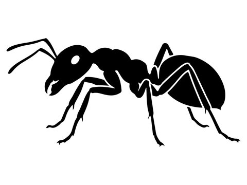 Realistic Ant Silhouette, Formicidae Insect Icon, Vector Biology and Teamwork Illustration