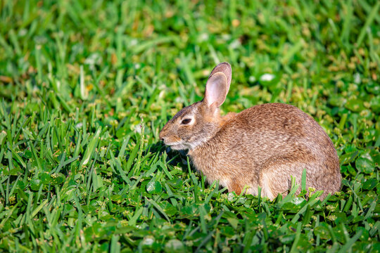 Brown cottontail rabbit sitting in green grass, USA.