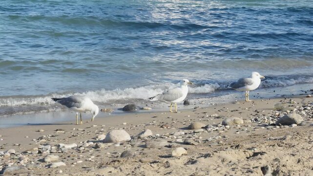 A calm day at the beach with seagulls standing by the water's edge. This video highlights the birds' plumage and the soothing sight of small ocean waves breaking on the pebbly sand.

