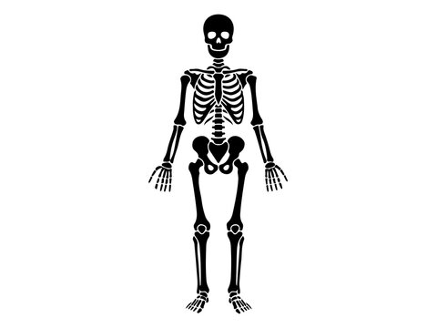 Full Human Skeleton Silhouette, Biological Anatomy Icon, Vector Medical Science Illustration