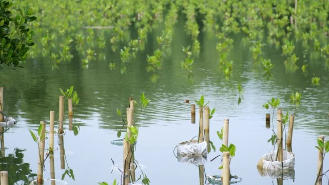 Mangrove Propagule Seedlings Growing in Coastal Brackish Water Swamp for Ecosystem Restoration, Environmental Conservation, Coastal Ecosystem Restoration, Tropical Mangrove Plantation, Climate Change 