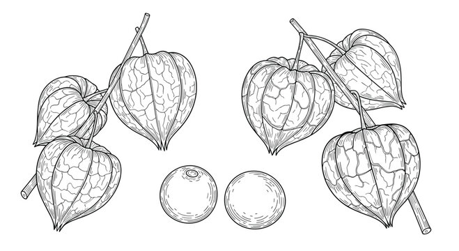 Detailed black and white engraving of physalis or cape gooseberry fruits in their paper husks hanging from branches on white background.
