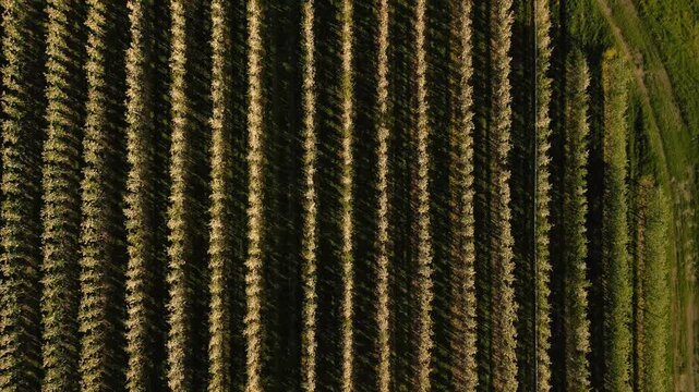 Remote aircraft survey lush farmland with neat planting rows and irrigation pathways visible