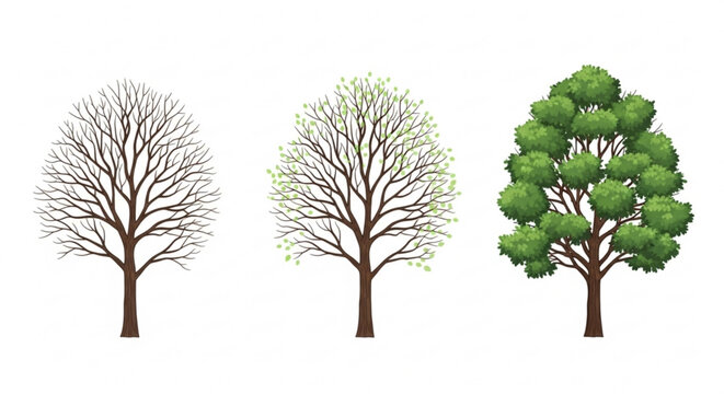 Three trees showing seasonal changes from bare winter to full summer foliage vector illustration for nature and growth concep