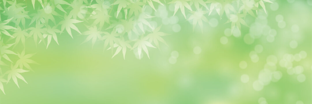 Beautiful fresh green maple leaves summer background