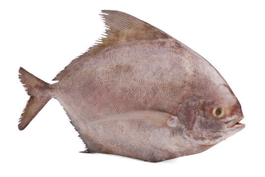 Black pomfret fish isolated on white background.
