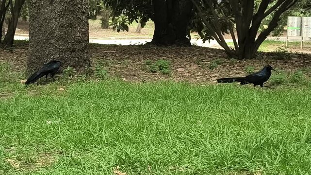 Two black crows on grass under trees in public park
