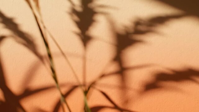 Warm orange textured wall with natural plant shadows and sunlight, creating a peaceful atmosphere, good for backgrounds, design elements, and wellness concepts