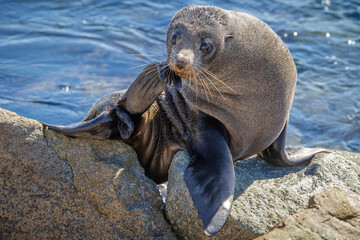 An Australian fur seal sits on uncomfortable looking granite rocks and scratches its chin in a cute fashion with one of its hind flippers on the breakwater at Narooma in New South Wales, Australia. © Shirley and Johan