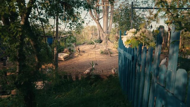 White goose wanders through a rural backyard garden near a blue picket fence during golden hour. Wide slow-motion shot with slight camera movement.