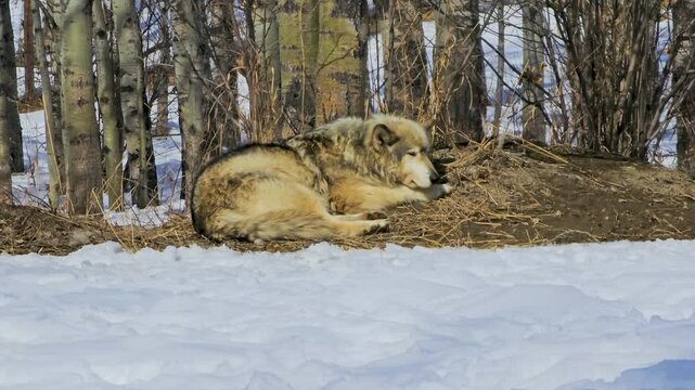 Gray wolf rests on a patch of dry ground beside snow in a winter enclosure, capturing a calm wildlife moment with thick fur, bare trees, and quiet cold weather surroundings.