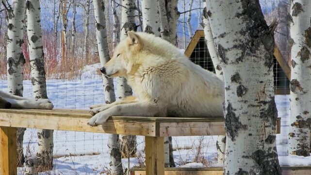White wolf rests on a raised wooden platform in a snowy enclosure, capturing a calm winter wildlife moment with thick fur, relaxed posture, and bare trees in a cold natural setting.